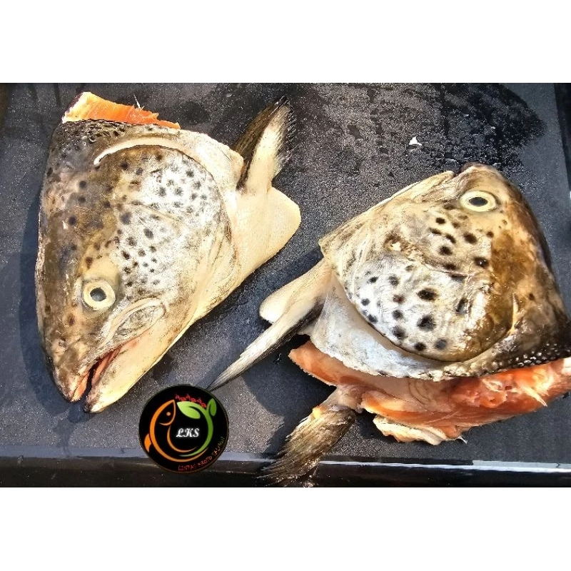 

Kepala Ikan Salmon ukuran besar