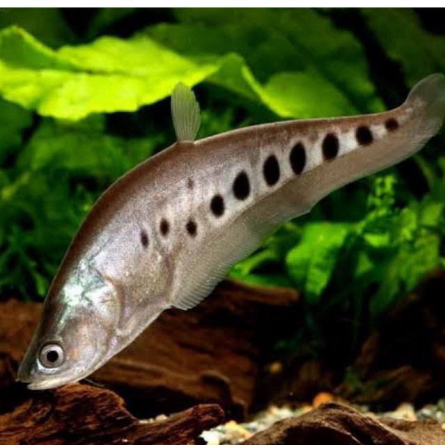 HIASAN AQUARIUM IKAN BELIDA BANGKOK SIZE 8-10cm