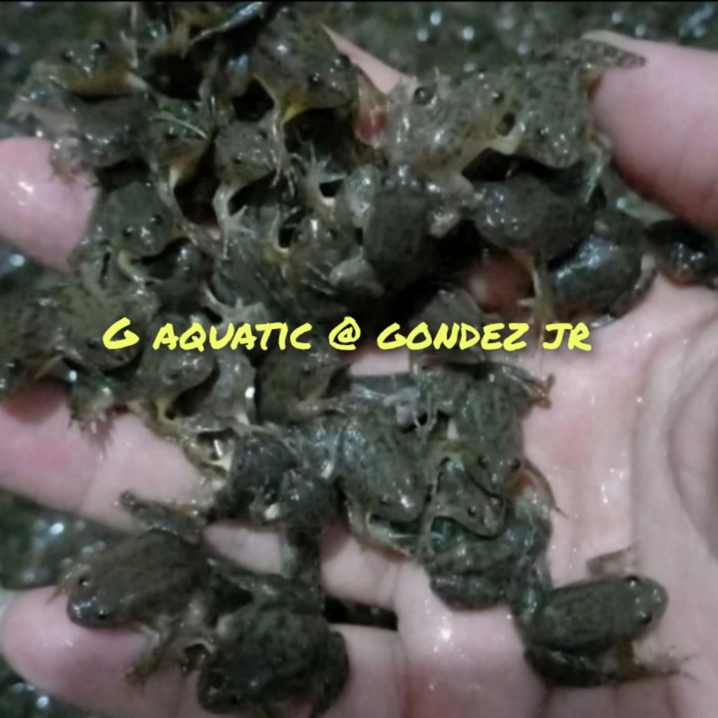 #kodok sawah kecil pakan ikan predator