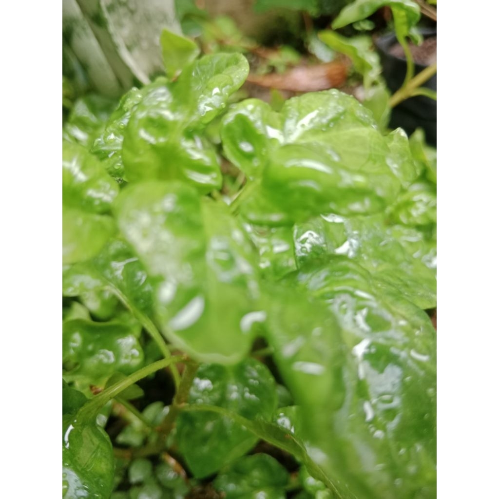 

bayam Brazil asli bisa langsung tanan