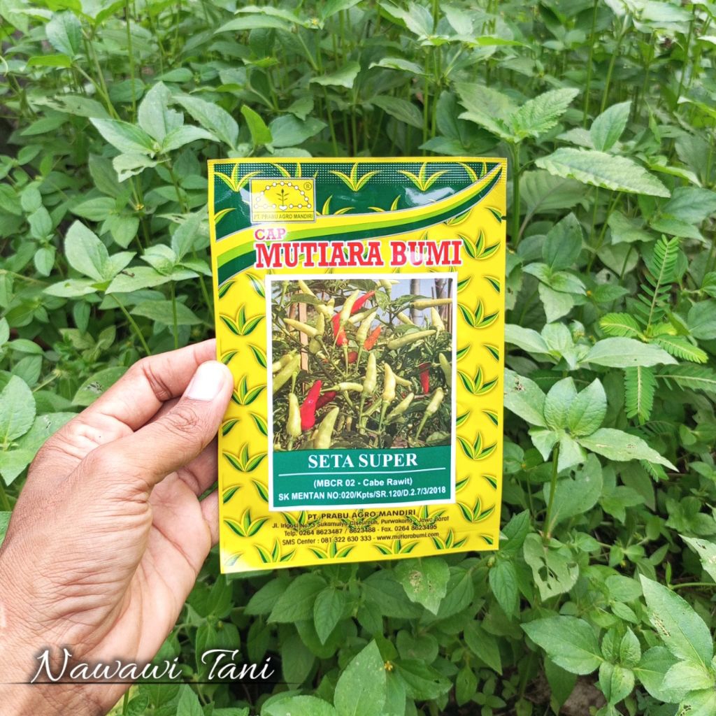 10 GRAM BENIH CABE RAWIT UNGGUL SETA SUPER ORIGINAL