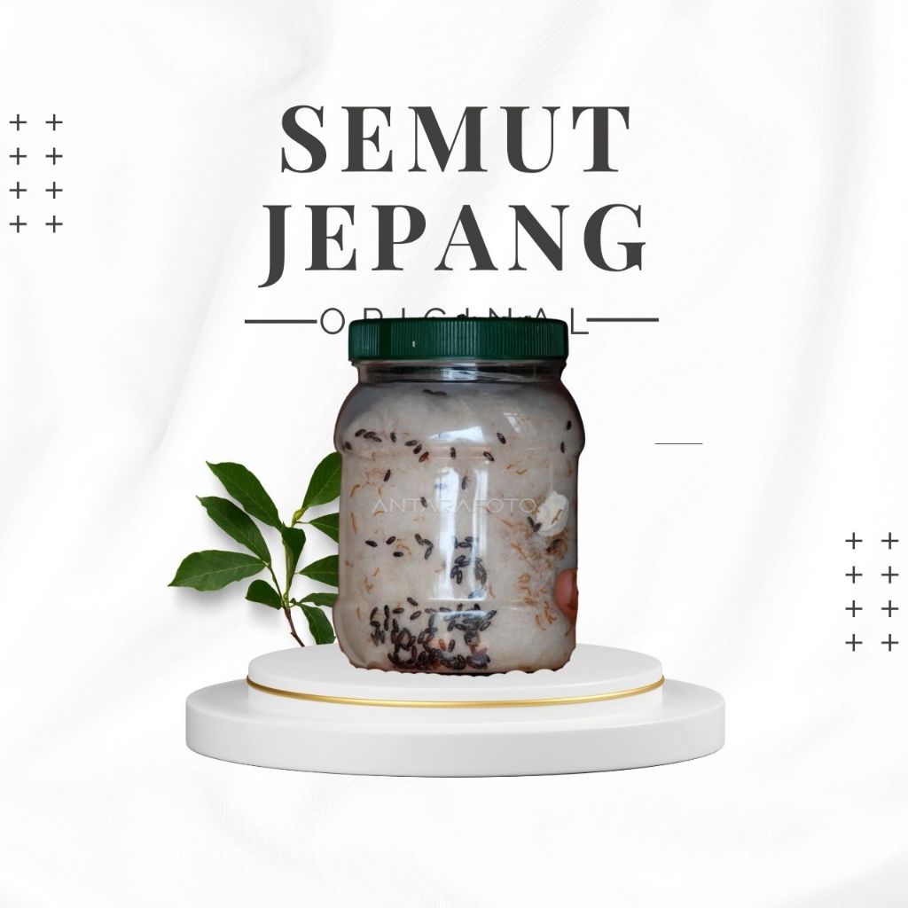 SEMUT JEPANG ORIGINAL 100 EKOR