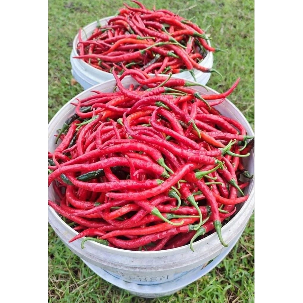 

cabe merah cabai merah 1 kg cabai keriting