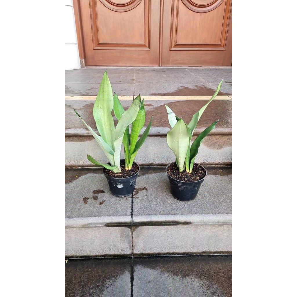 Sansevieria Moonshine