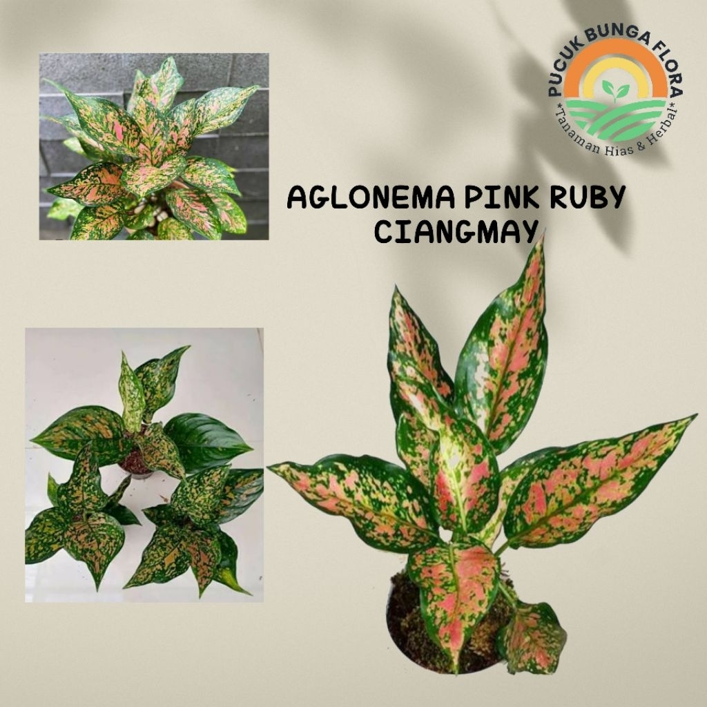 Aglonema ruby pink ciangmay aglonema pink aglonema pink ruby