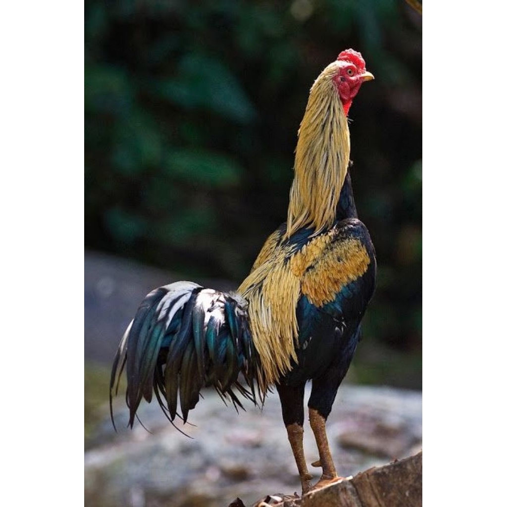 

Paket hemat 3 Telur Ayam Bangkok Wido Thenik Ori fertil siap untuk ditetaskan