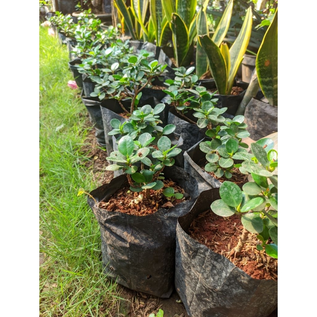 bonsai Dolar mangkok super micro batang ori