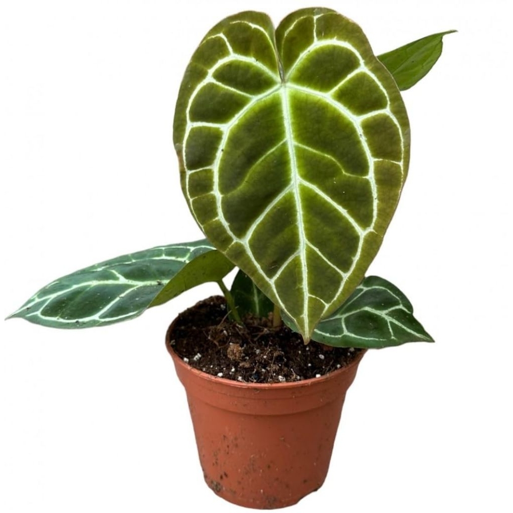 Promo COD tanaman hias indoor anthurium crystallinum / kuping gajah daun besar dan kecil - tanamam i