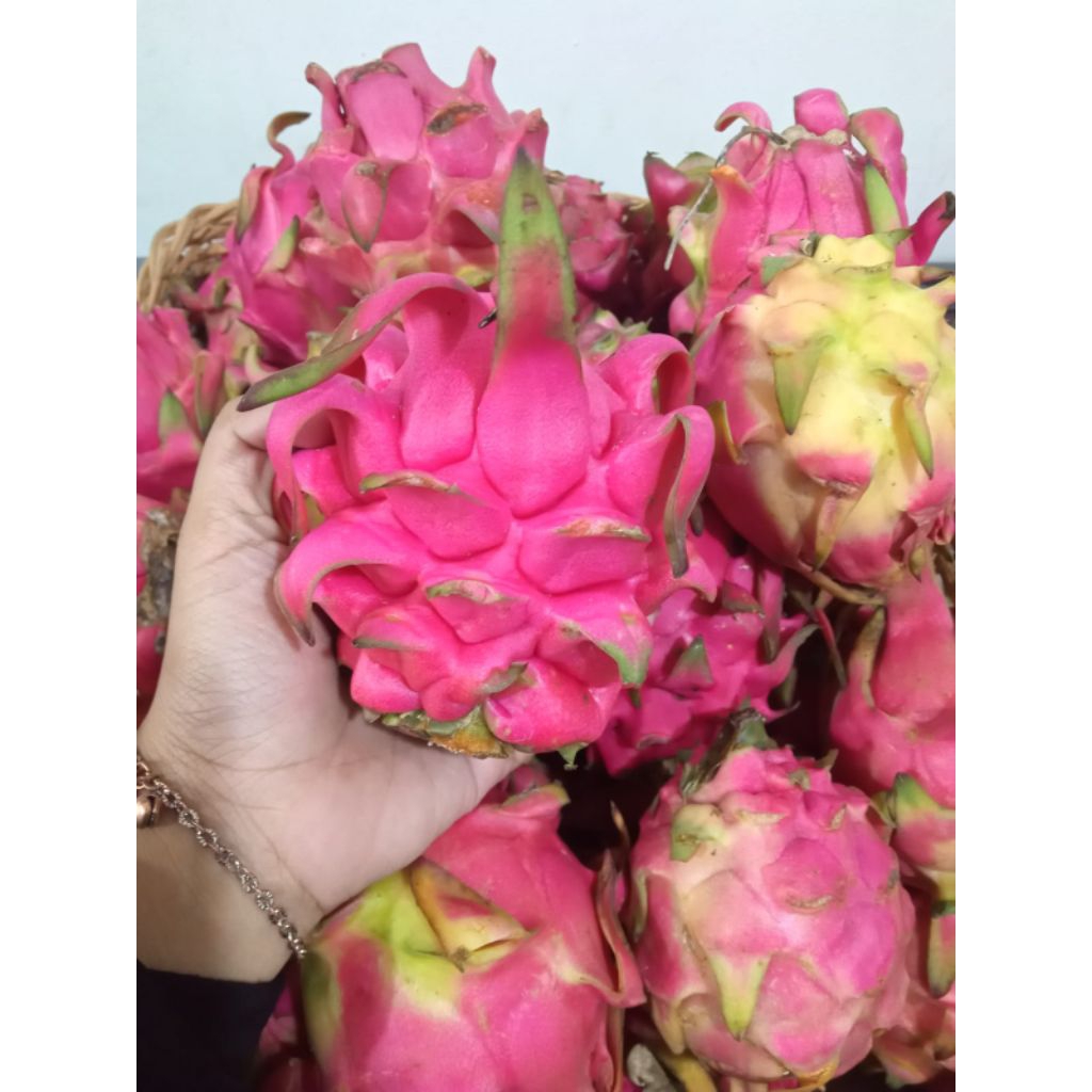 

buah naga merah