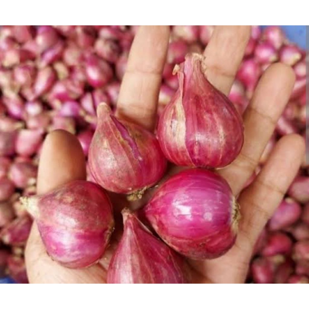 

Bawang Merah Karet Termurah berkualitas - 1kg setengah harga
