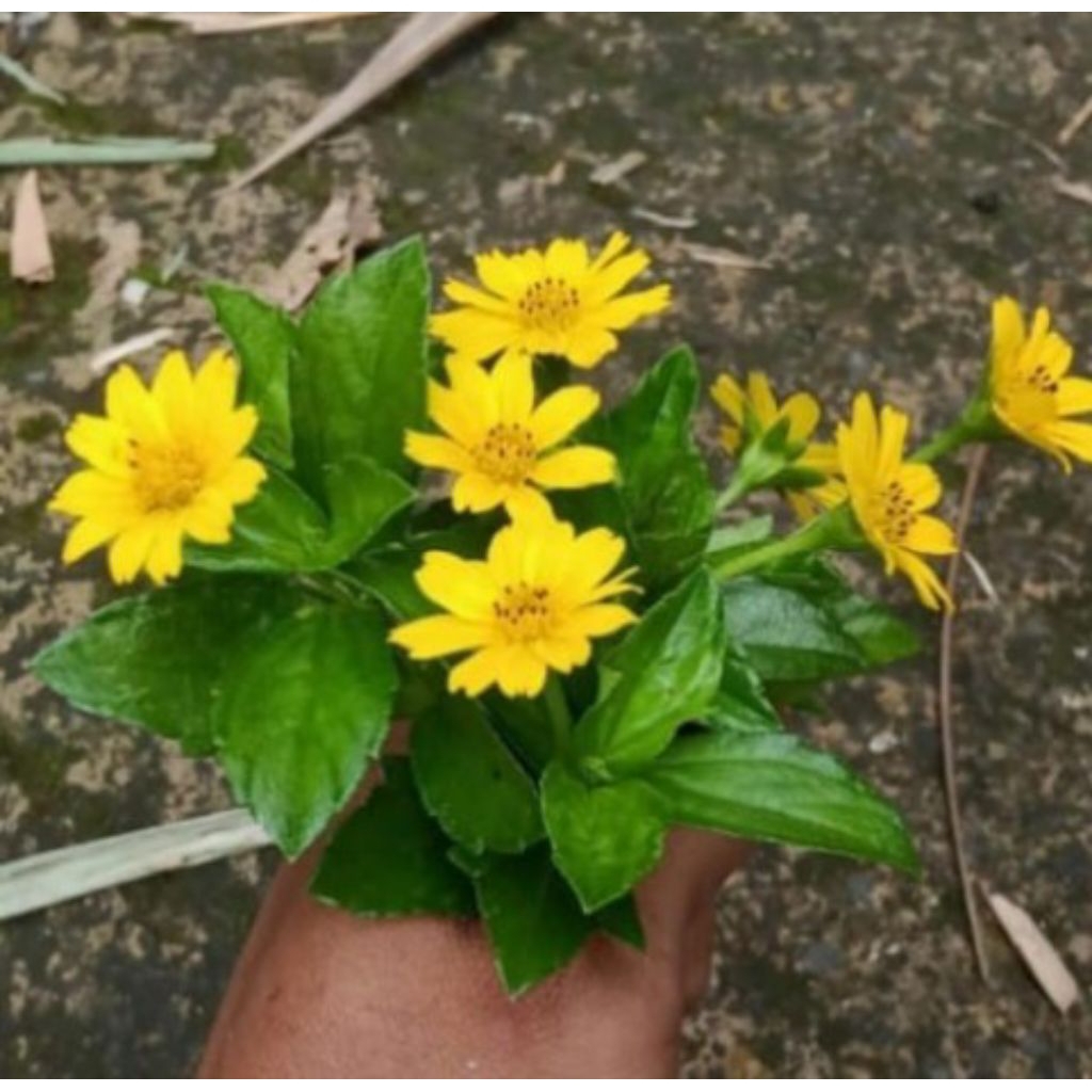 Tanaman hias WEDELIA, pohon wedelia bunga kuning