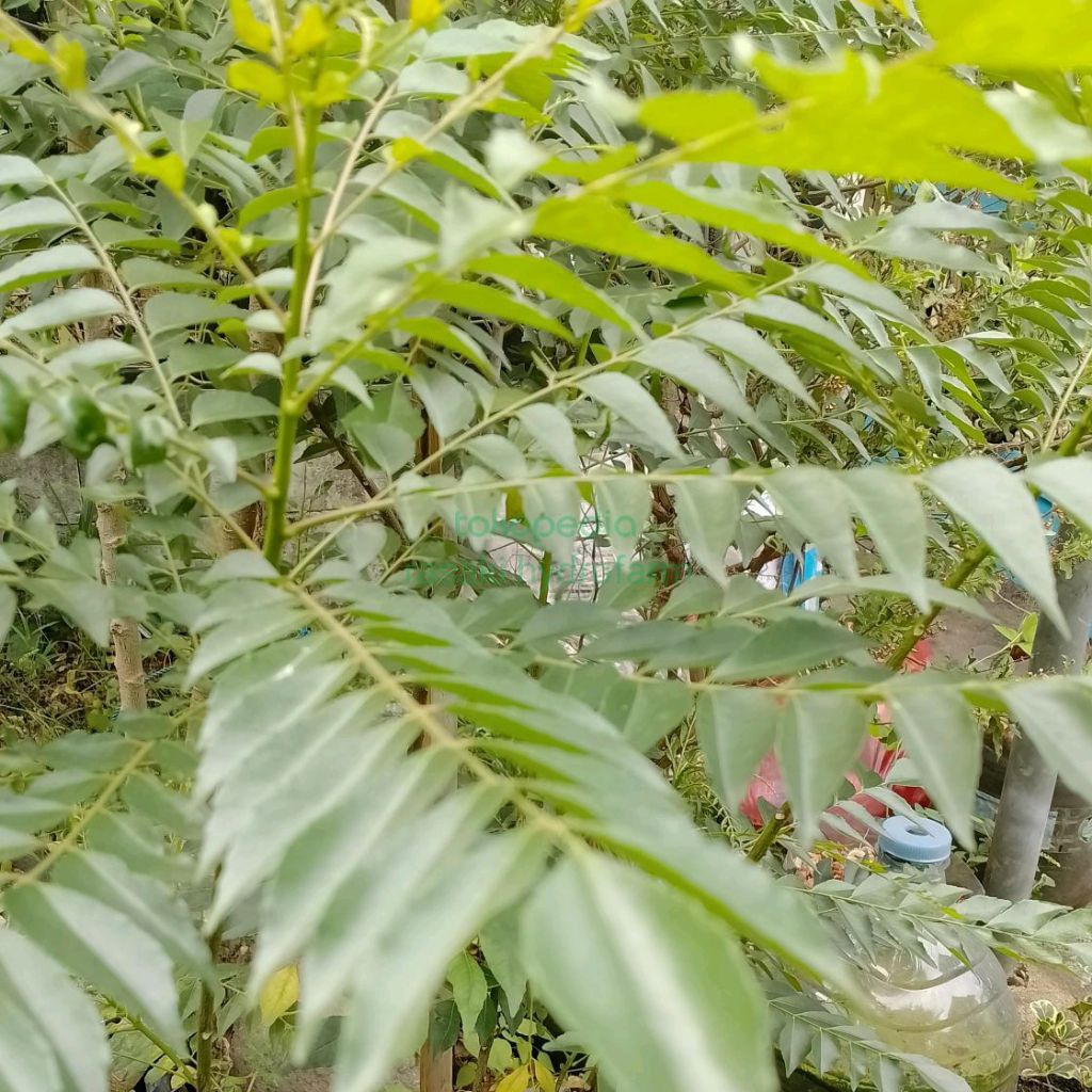 

Daun kari segar per tangkai