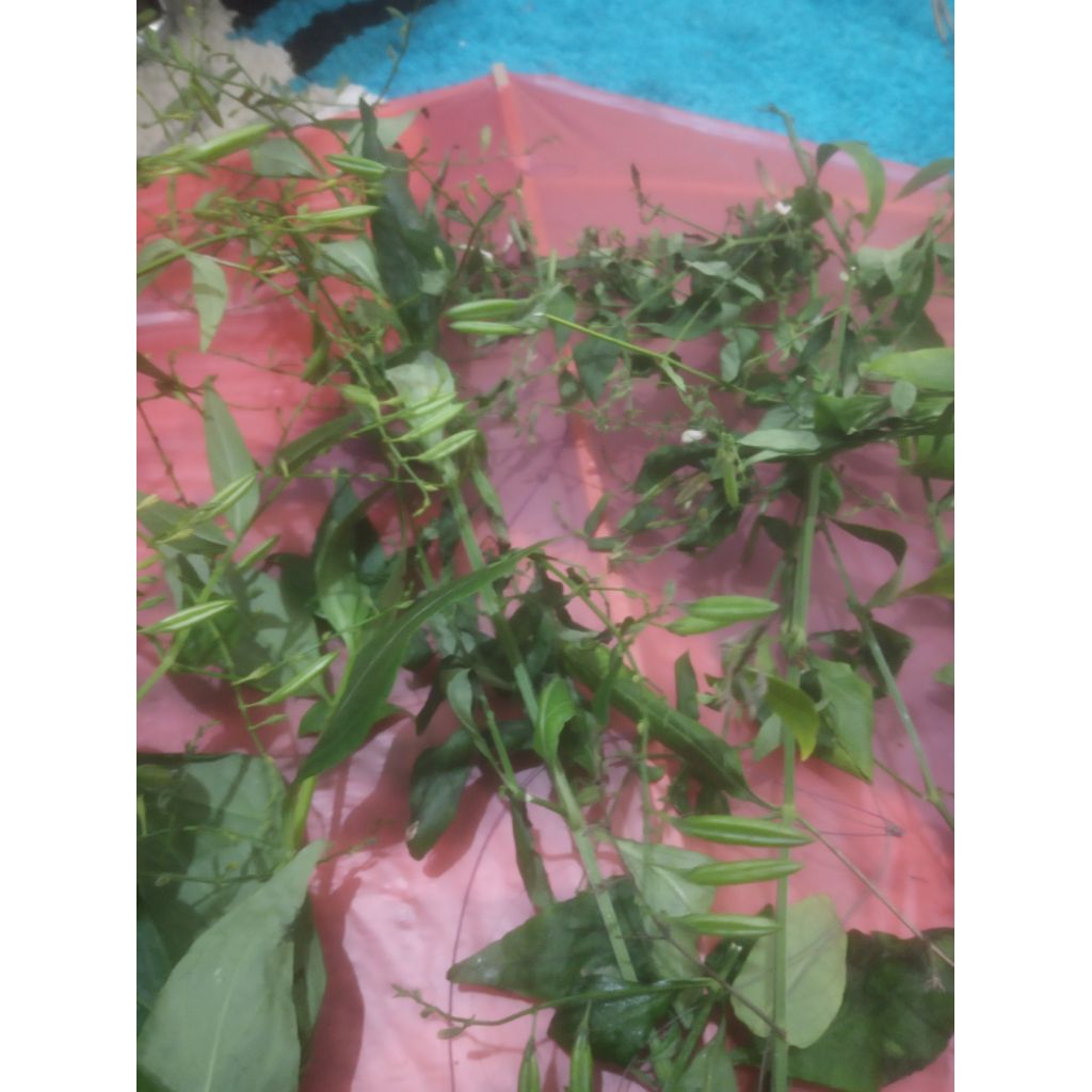 

daun sambiloto kering daun herbal