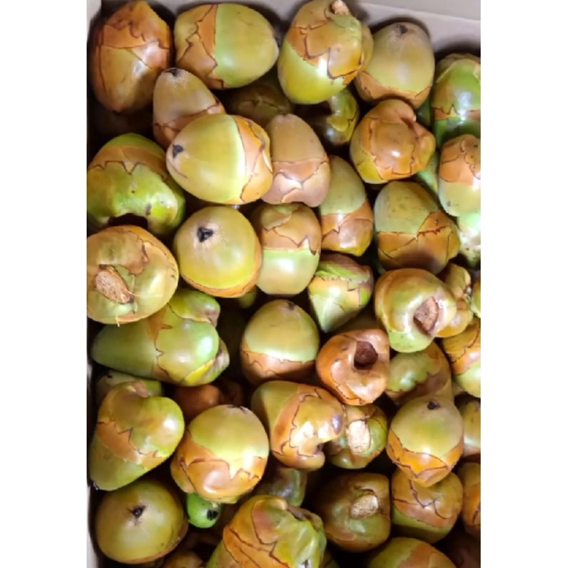 

Beluluk Kelapa Buah Beluluk / Biruluk / Biji Kelapa Muda { GOS } PER BIJI