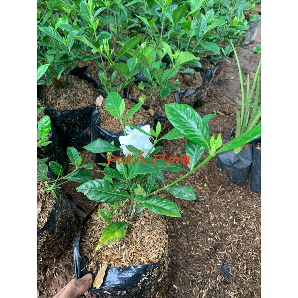 Kaca piring, bunga kaca piring, tanaman bunga kaca piring