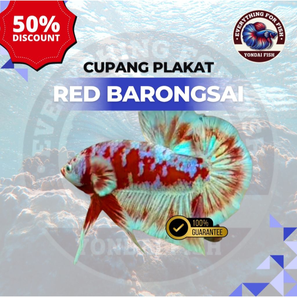 Cupang  Plakat Red Barongsai | SUPER RED | TOP GRADE