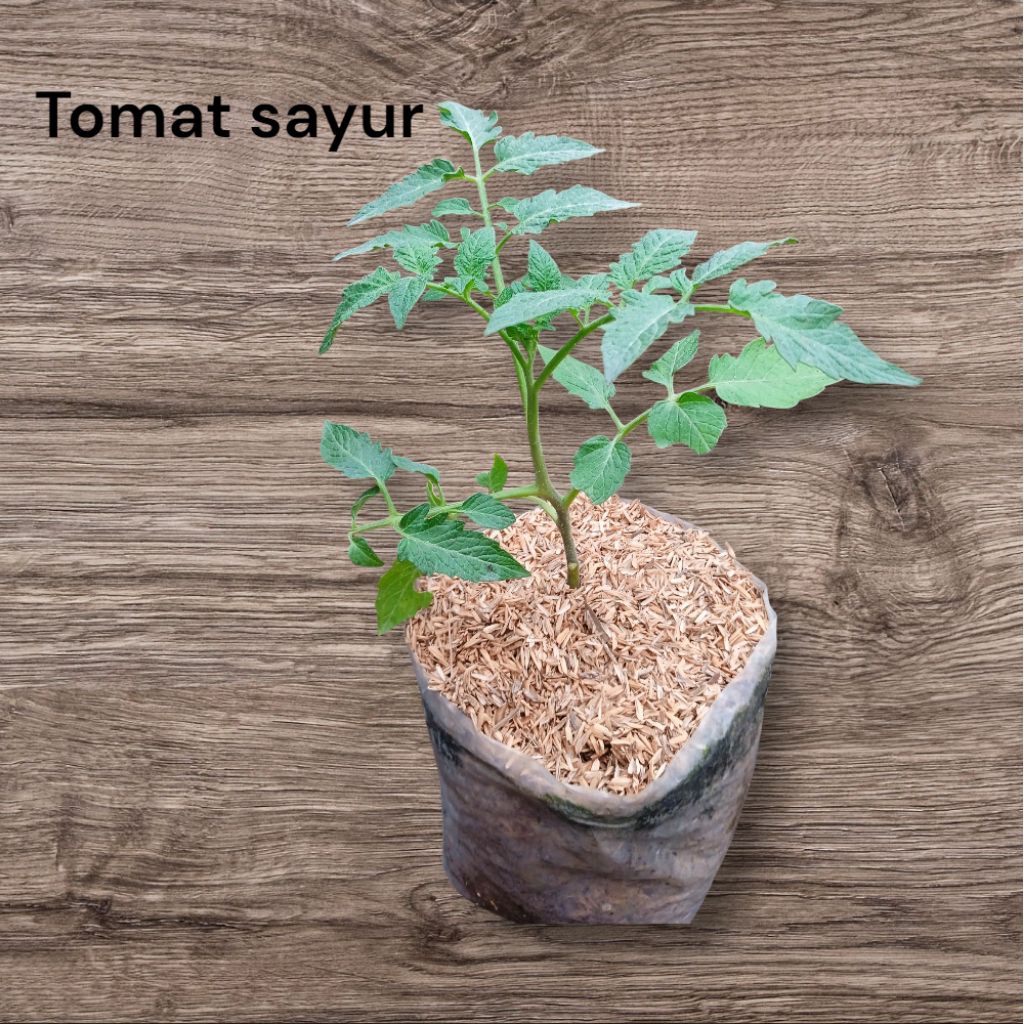 tomat sayur bibit tanaman tomat