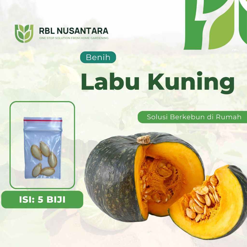 RBLN - 5 Benih Labu Kuning Besar