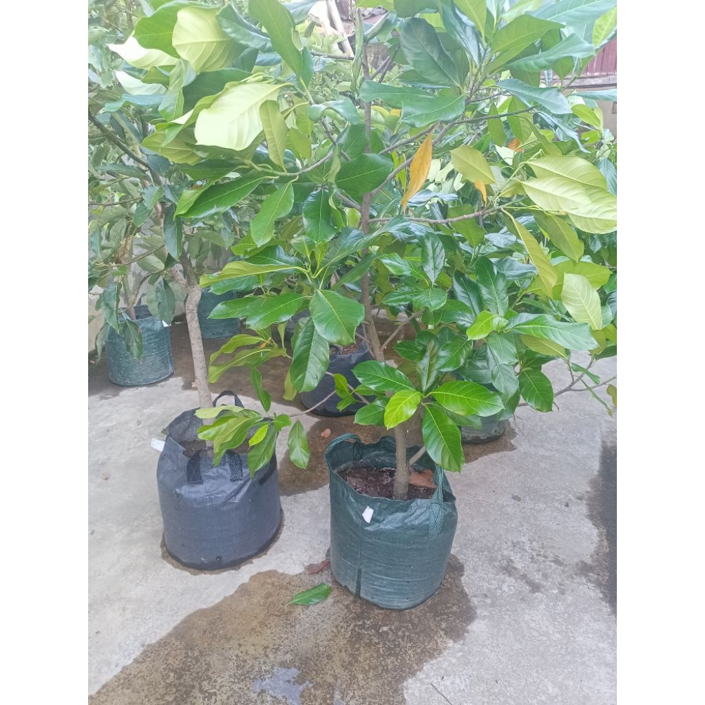 bibit cempedak king rimbun siap berbuah