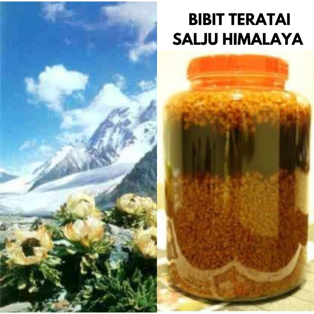 BTS Bibit Biji Teratai Salju Himalaya Asli kualitas Super Herbal 500 gram