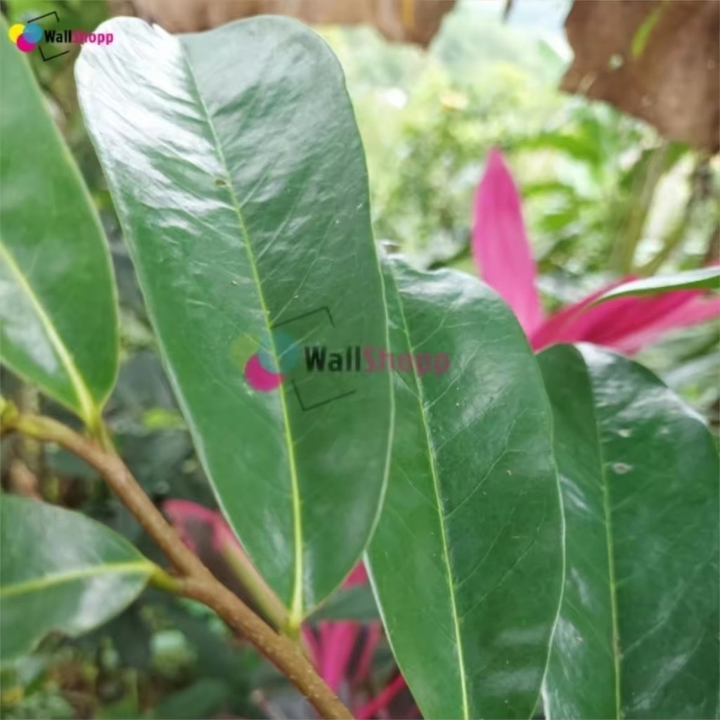 

Daun Sirsak Kering Untuk Obat Herbal Tradisional Organik Isi 100 Lembar