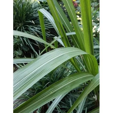 

Daun tebu hijou segar berat 1 kg baru petik