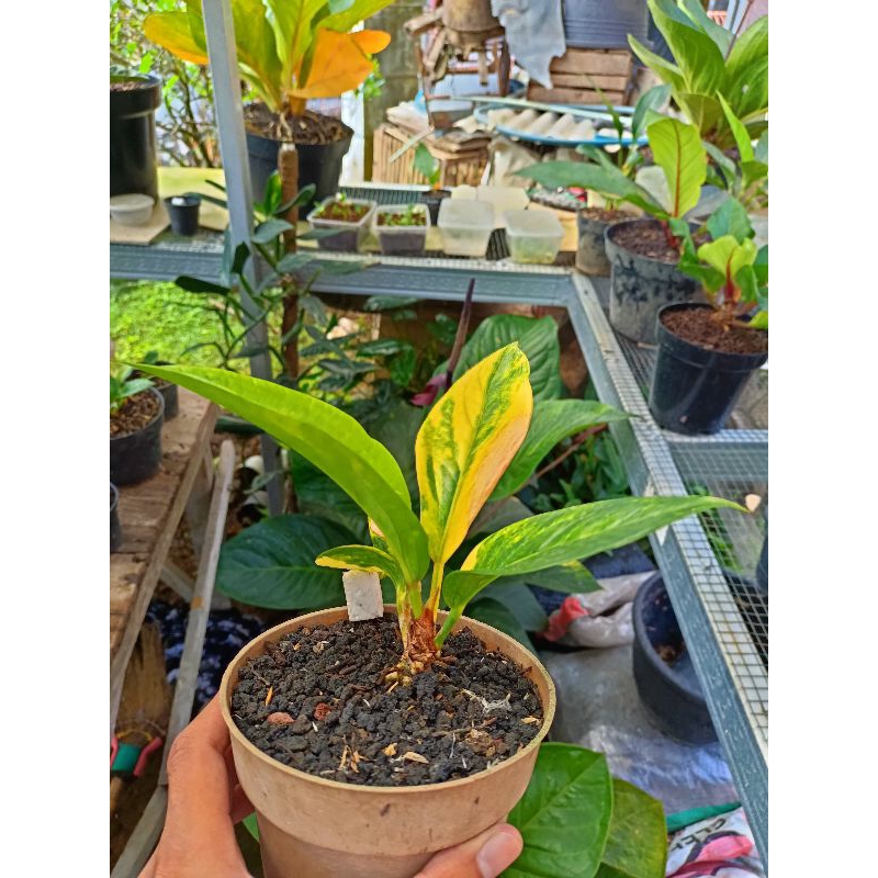 Anthurium jemani tanduk varigata