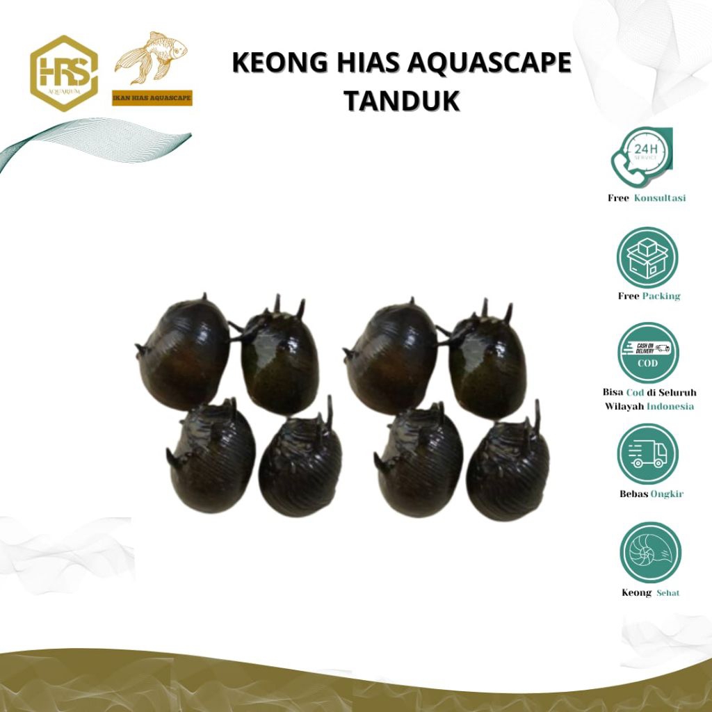 keong hias tanduk aquascape