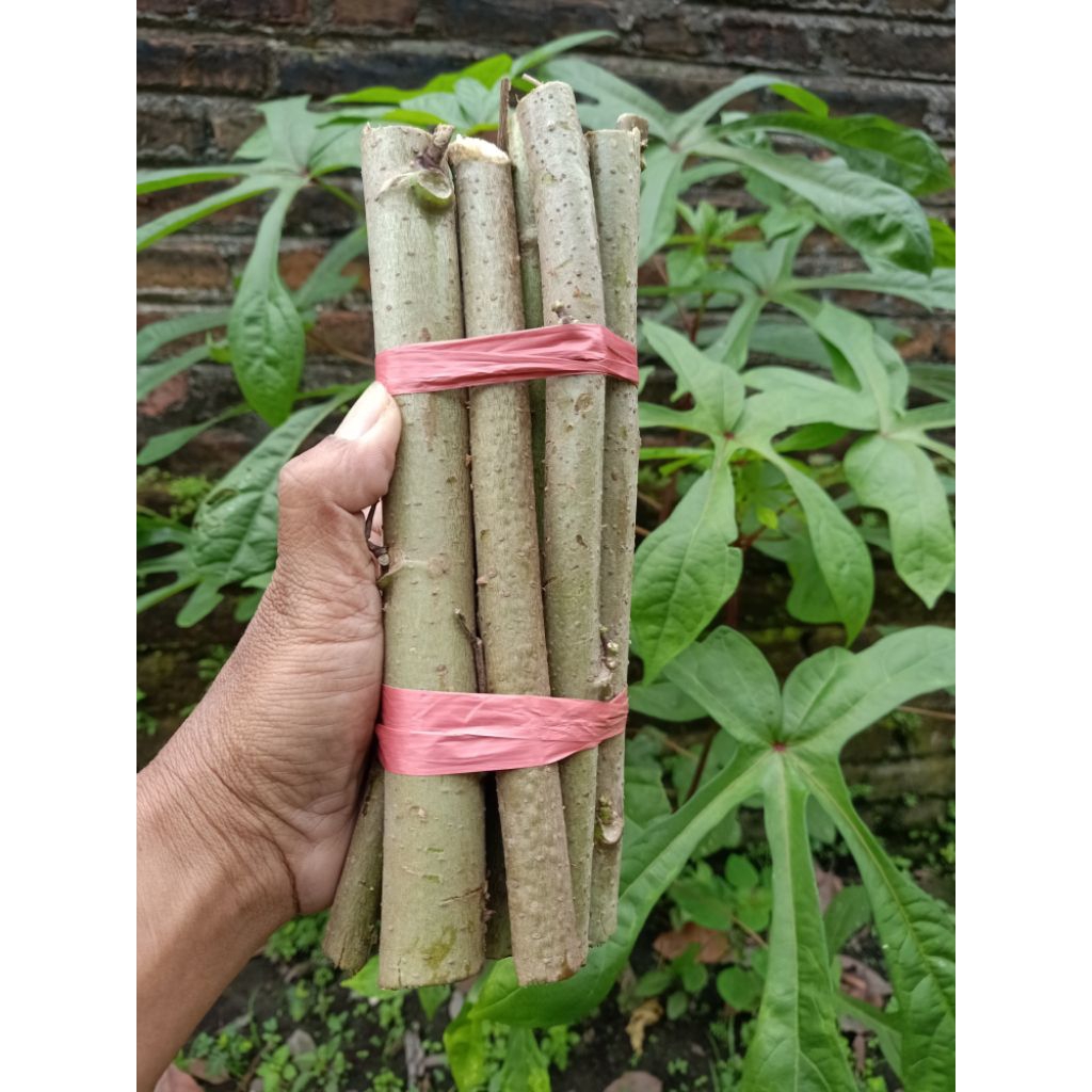 Bibit Telo Papua Singkong Papua Buat Pakan Ternak Mentok dan  Kambing