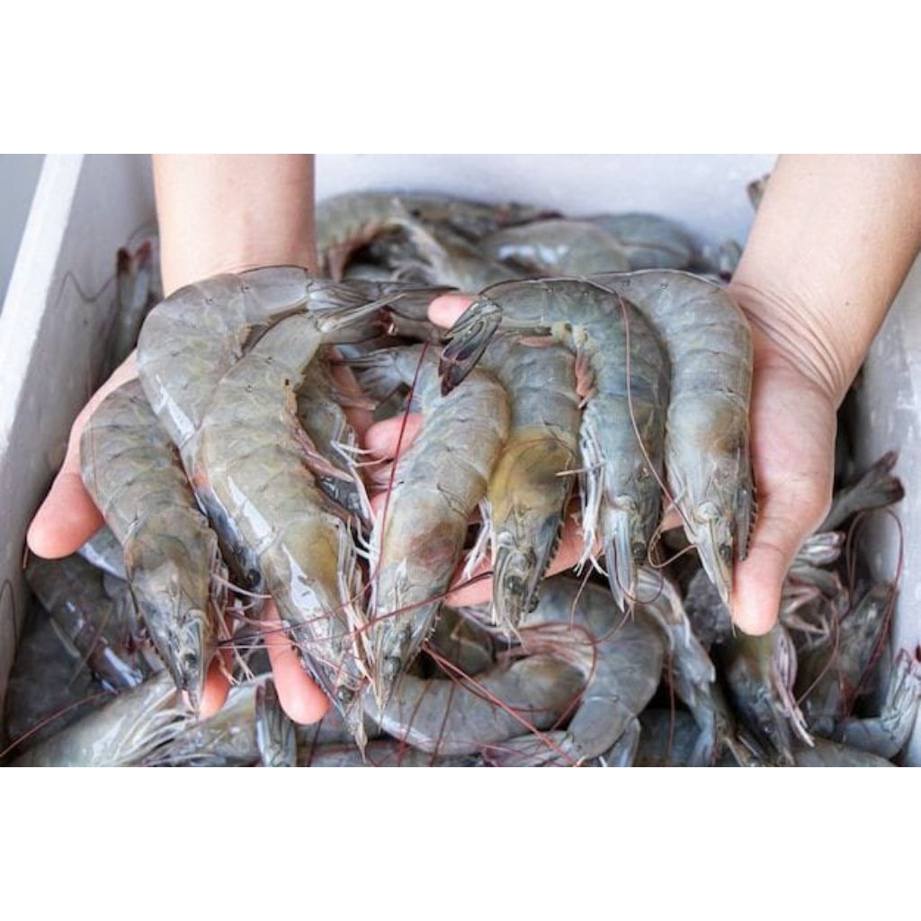

udang segar fresh ukuran besar 1 kg