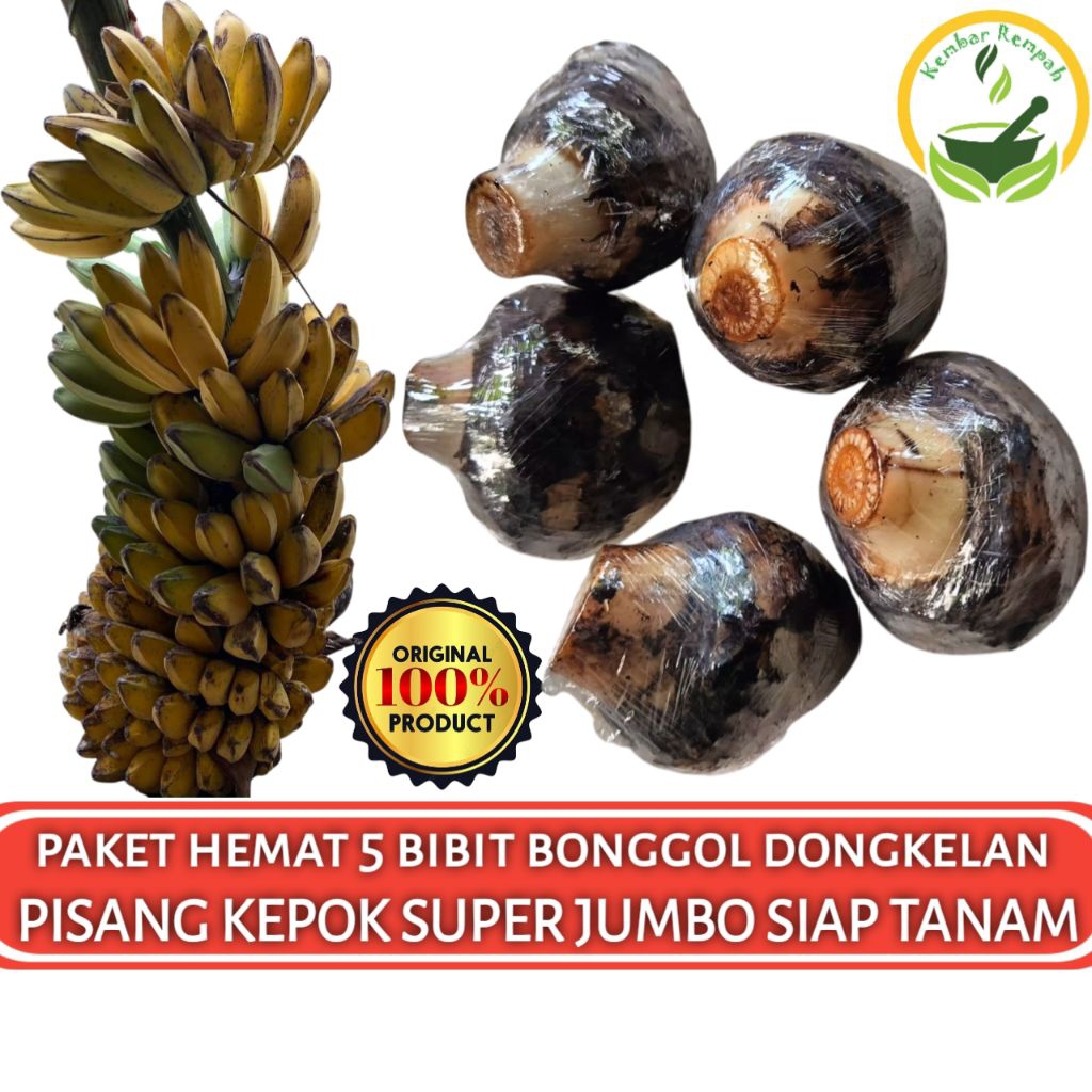 Paket Hemat 5 Bibit Bonggol Pisang Kepok Super Jumbo Dongkelan Pohon Pisang Kepok Super Jumbo
