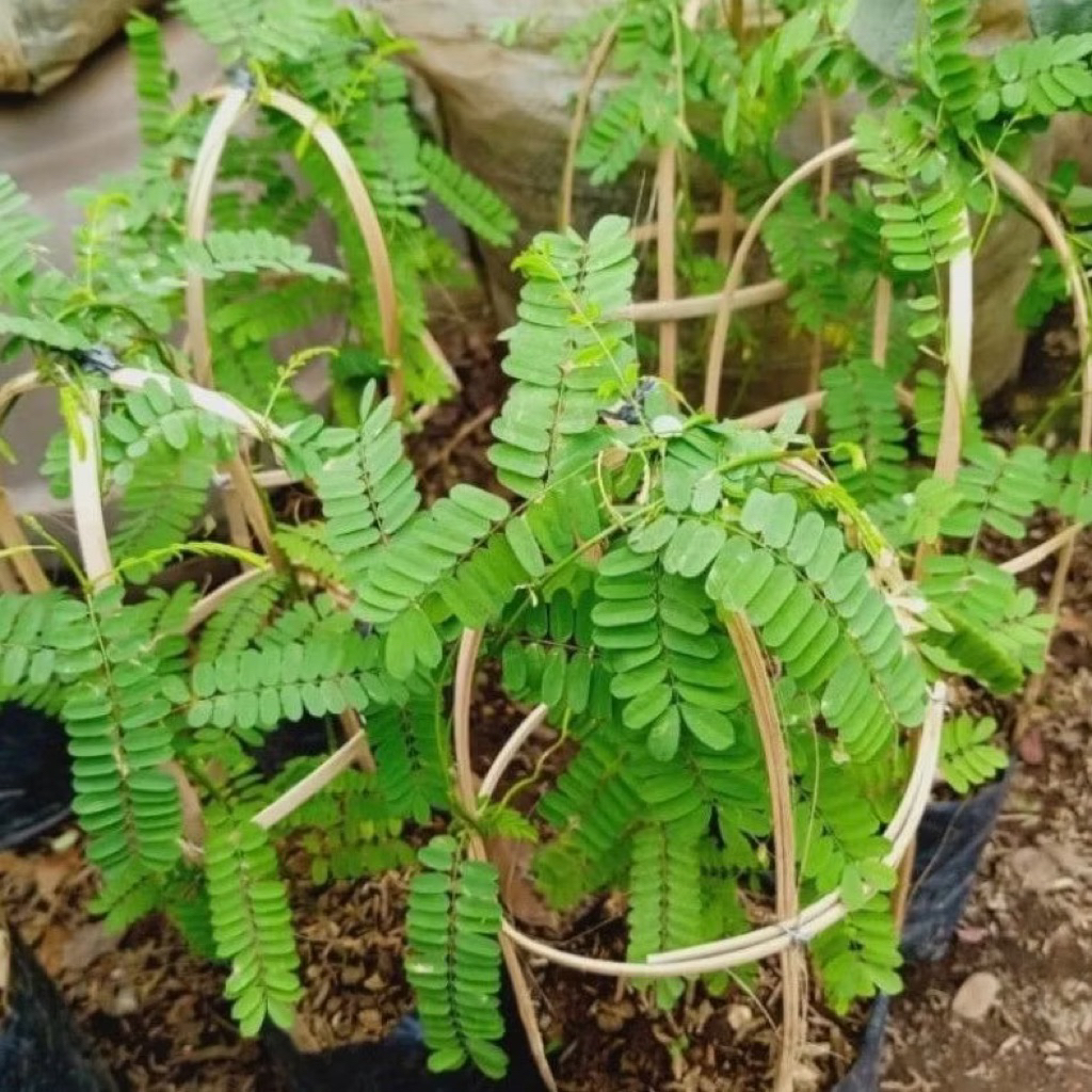 ( BISA COD ) Pohon Daun Saga Bibit Tanaman Obat Daun Saga Pohon Saga / Tanaman Herbal Daun Saga / Po