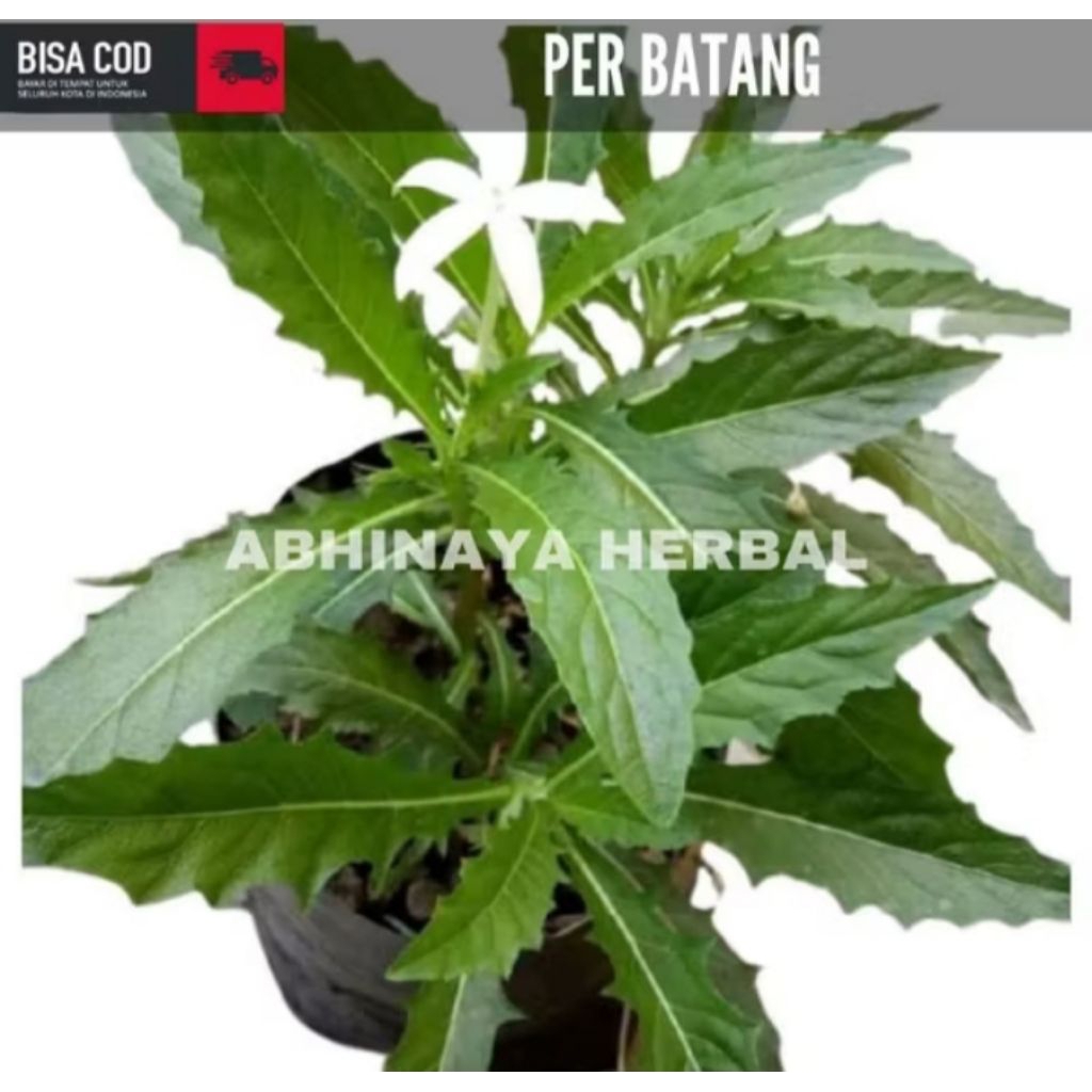 

daun kitolod / tanaman kitolod obat herbal