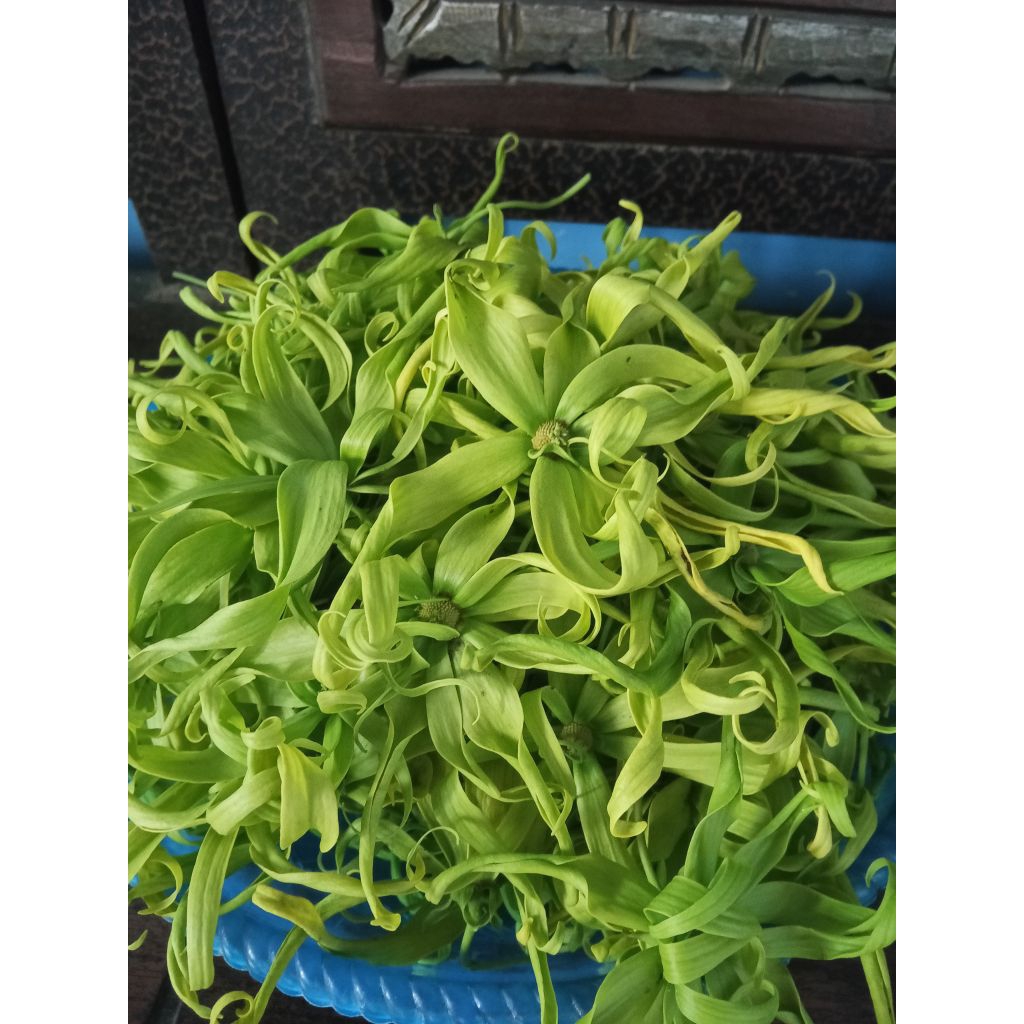 

bunga kenanga segar 100 gram