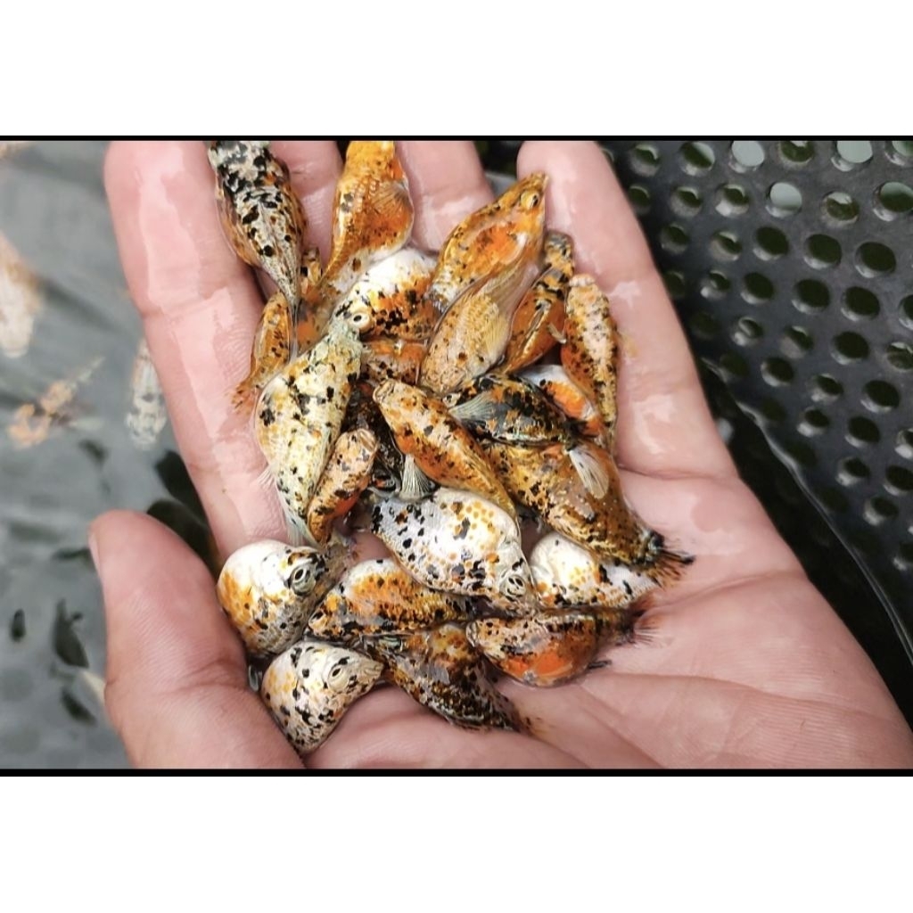 Molly Merpati Calico