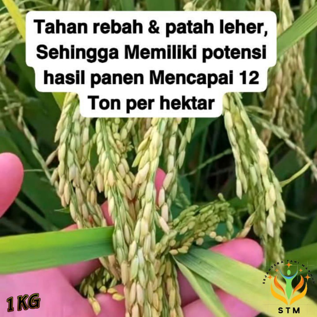 Bibit Padi Ciherang Mutiara Kemasan 1Kg Unggul