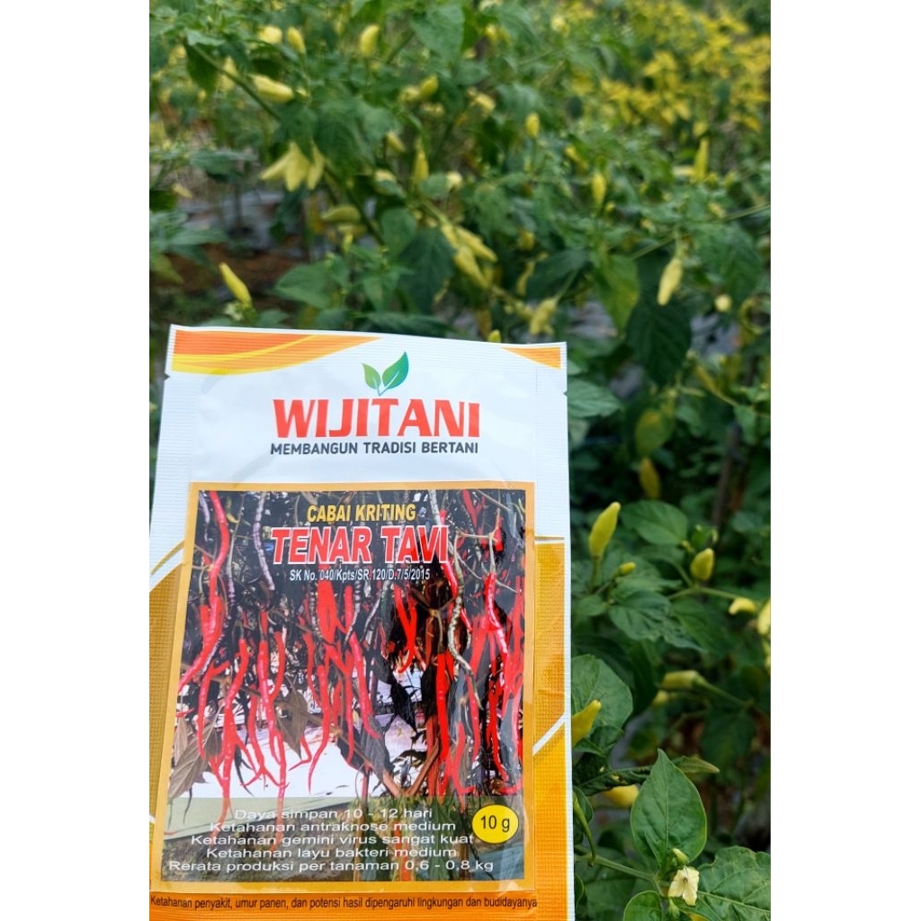 

benih cabai keriting tenar tavi 10g wijitani