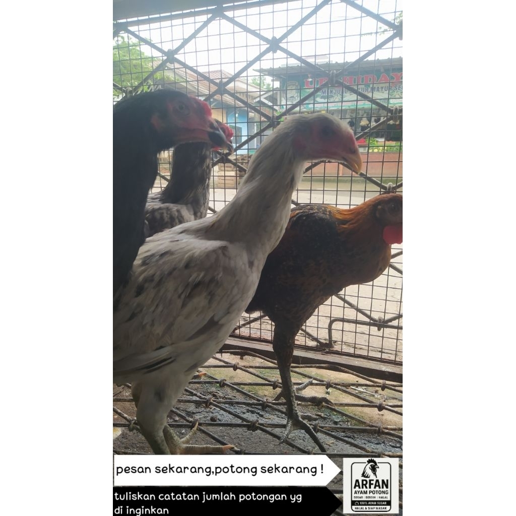 Ayam potong kampung jago muda fresh  1.9kg-2kg (berat hidup1 ekor)+ ati ampela