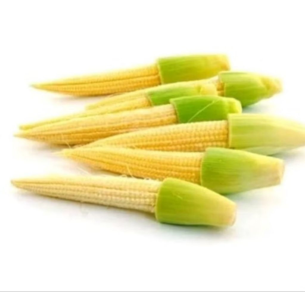 

Putren Jagung Muda 100 gr