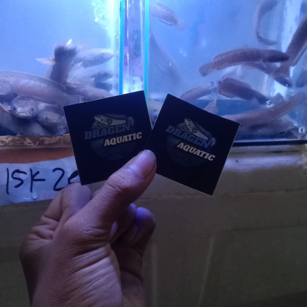 

stiker limbata 7-10cm an isi 4ekor