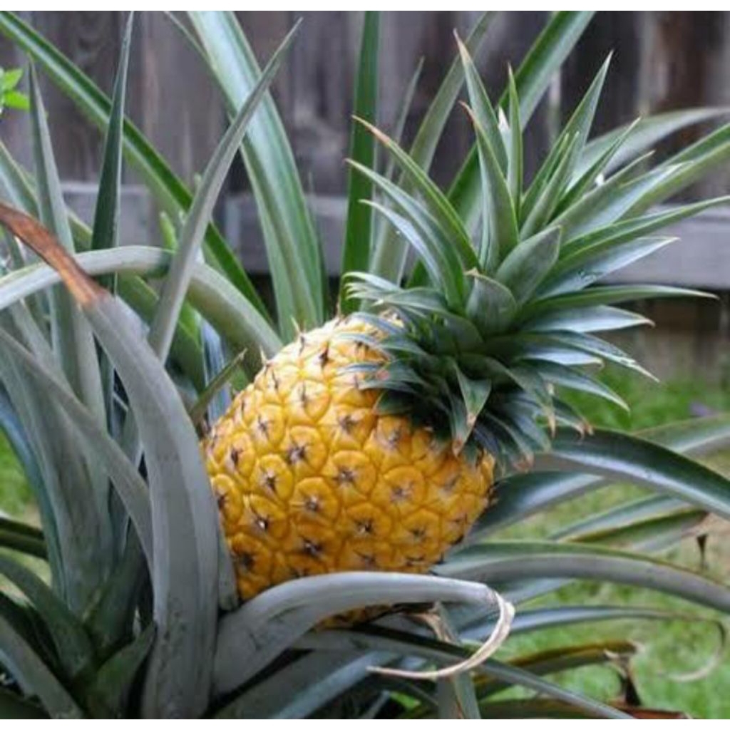 BIBIT NANAS MADU KUALITAS SUPER (NANAS JUMBO)