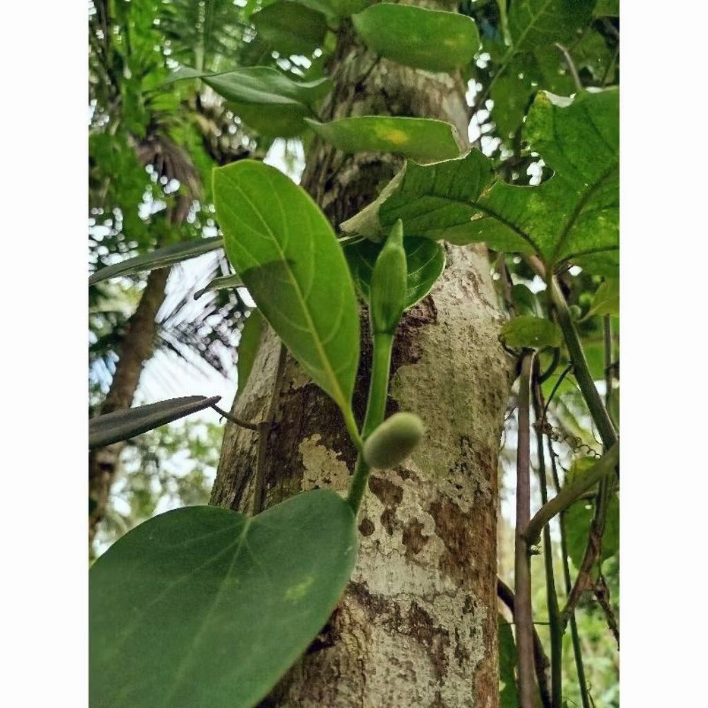 

tongtolang nangka 100 gram