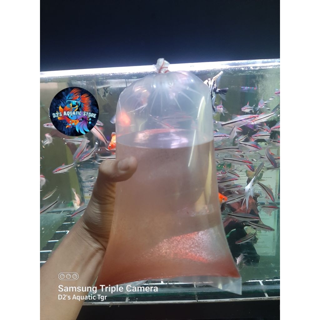 Sellyliavitaliavita Kutu Air Hidup / Pakan Burayak / Pakan Cupang Molly Guppy / Pakan Ikan / Pakan