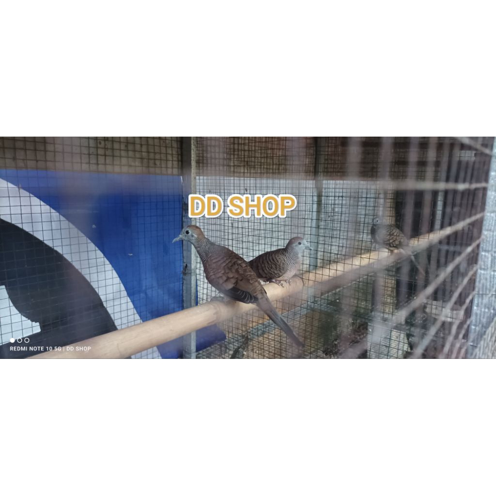 Sepasang Perkutut Bangkok Ori Siap Produksi