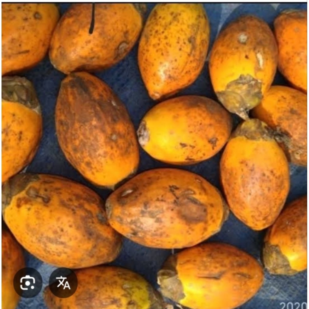 

buah pinang tua bisa untuk bibit 1 kg