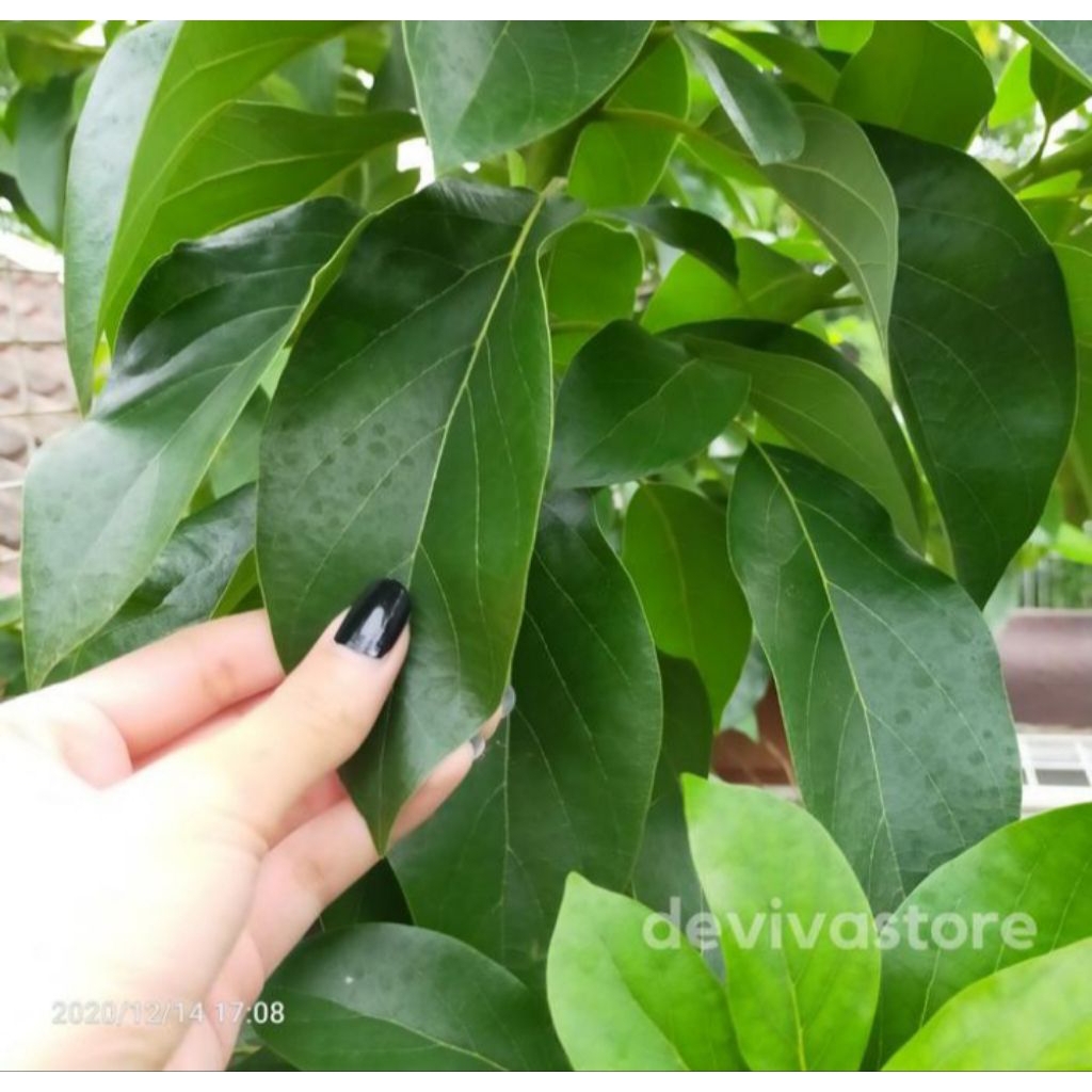 

Daun Alpukat Segar Untuk Obat Herbal Tekanan Darah 250gram