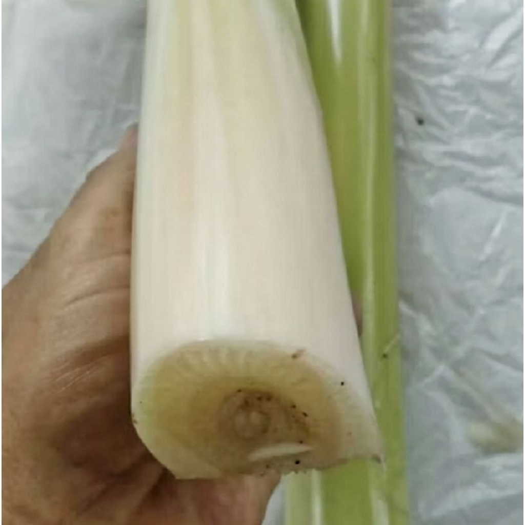 

Humut Pisang Kulutuk/Pisang batu Segar 1 Kg