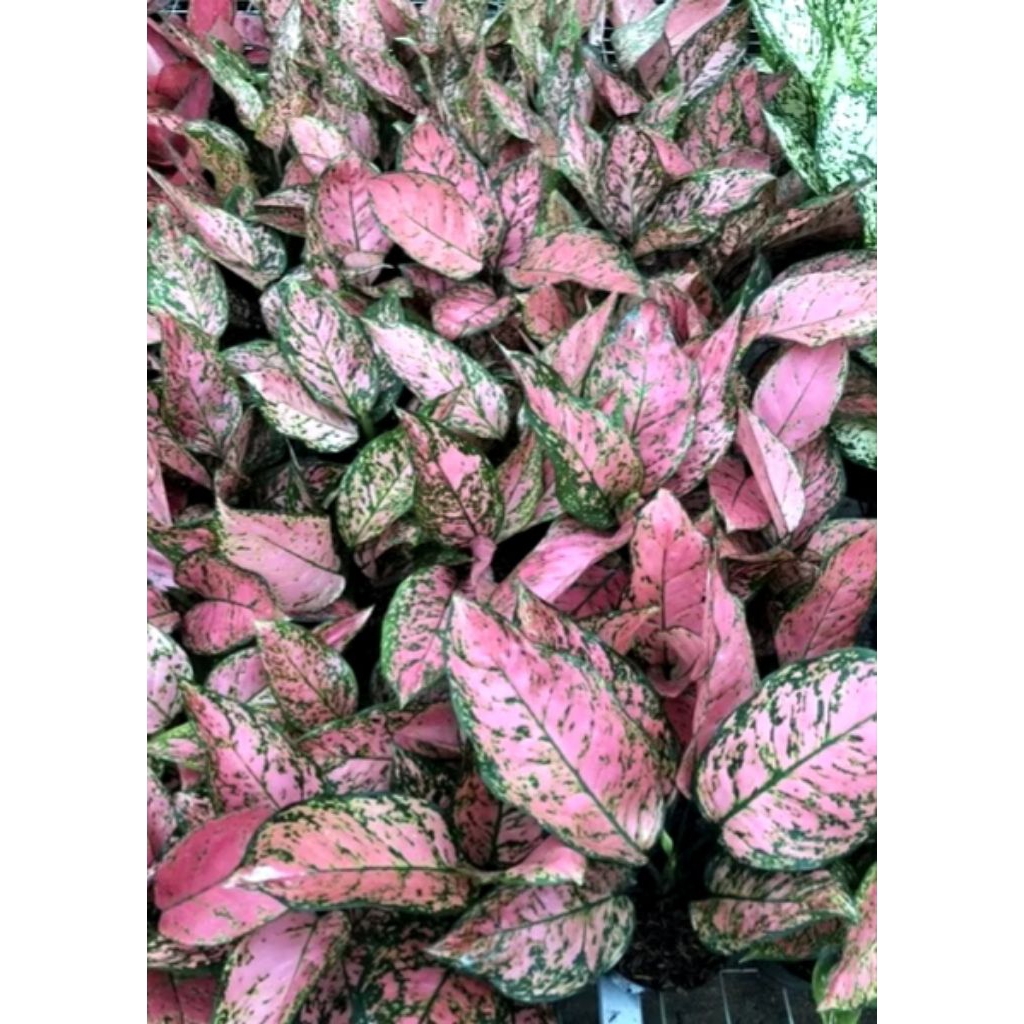 Aglonema lady pink Ekonomis