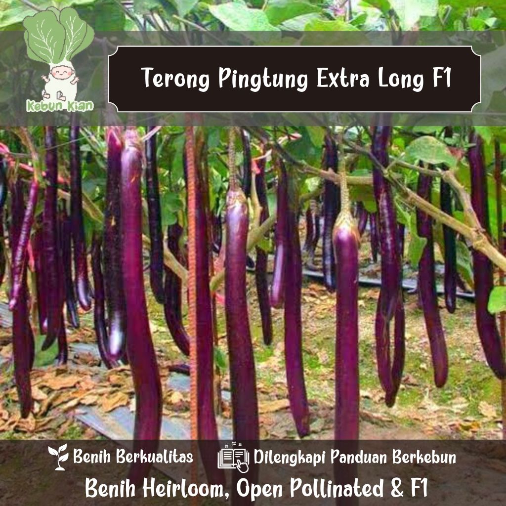 15 Biji - Benih Terong Pingtung Extra Long F1.
