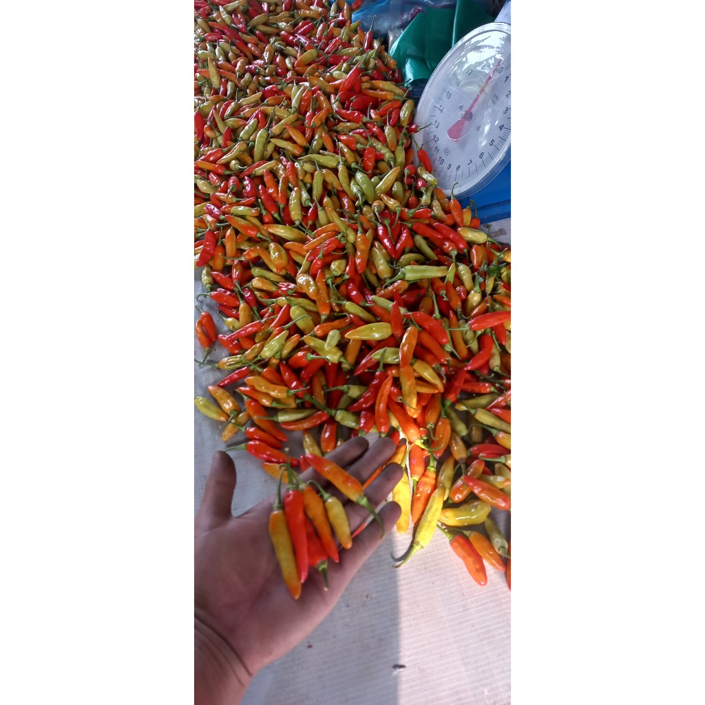 

CABAI RAWIT MERAH ORI CABE RAWIT MERAH JAPLAK CABLAK KALIBER 1 KG TEMANGGUNG